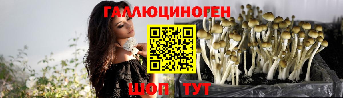 Владикавказ  Псилоцибиновые грибы Cubensis  Вход с VPN 
